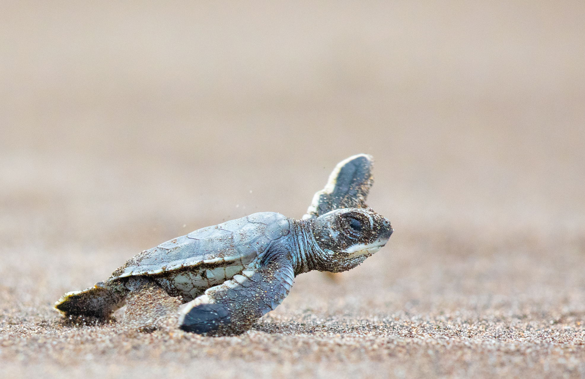  Baby sea turtle on beach
