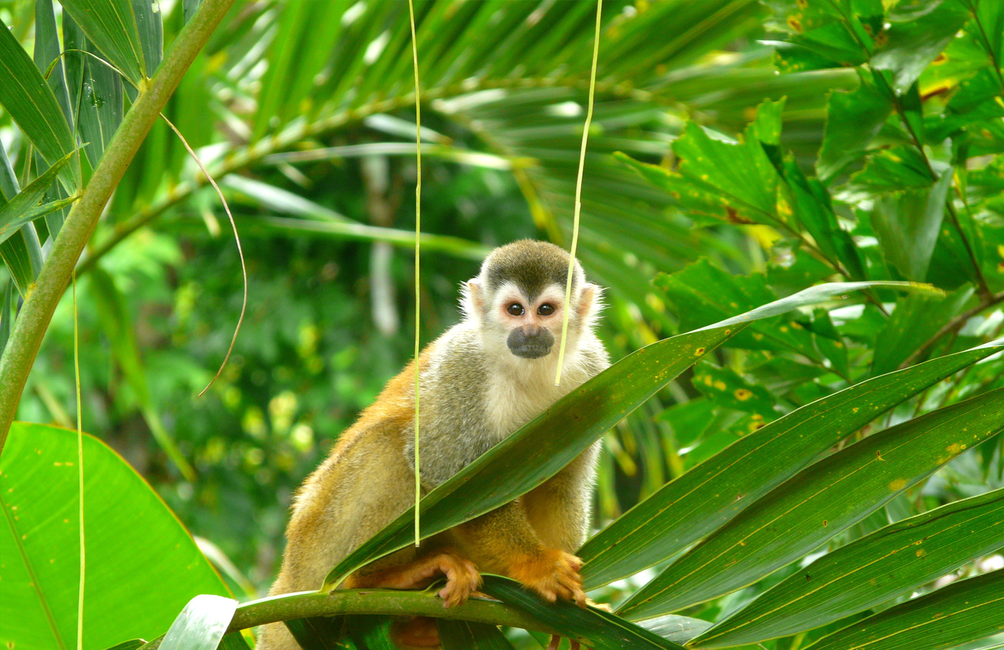 a monkey in a tree in Costa Rica