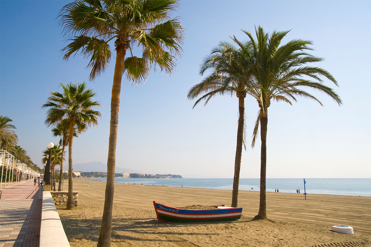 A few palm trees sit on the edge of a beach as the calm ocean waves on.