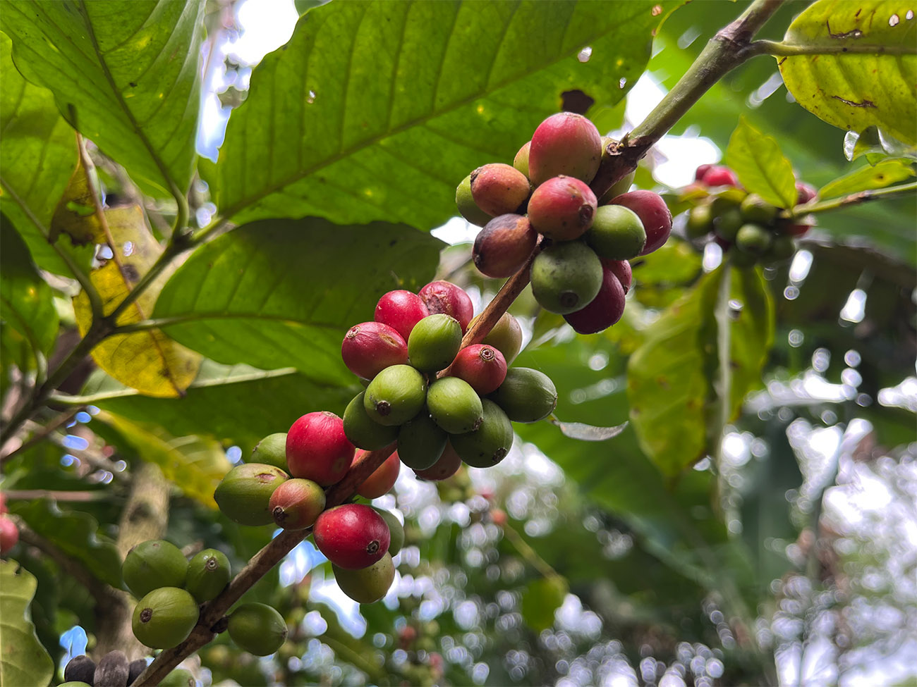 25-1203-3632250_VL_SafaiCoffeeMain_beans_tree_IMG_3209_1300.jpg