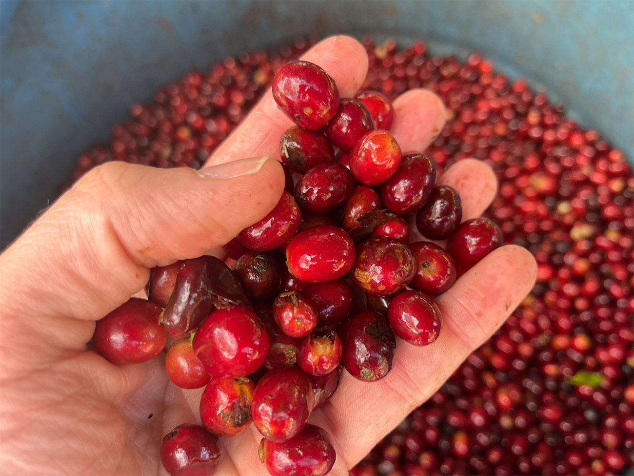 Raw coffee beans