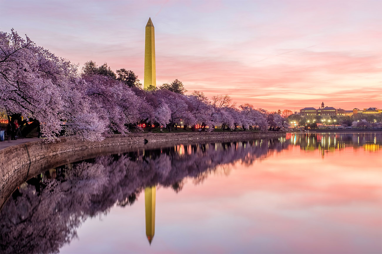 Cherry blossom trees bloom on the banks of the reflecting pool in Washington, D.C.
