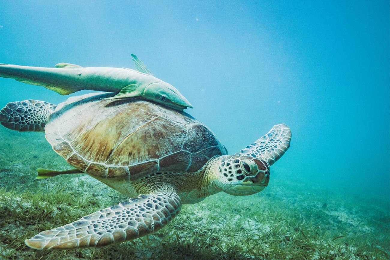 Sea turtle in St. John