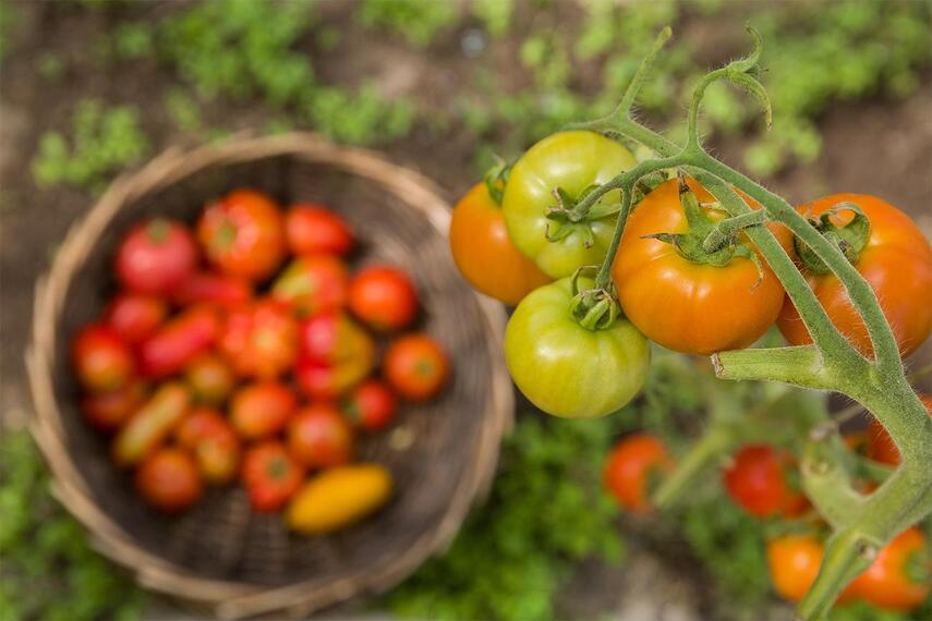 Tomatoes