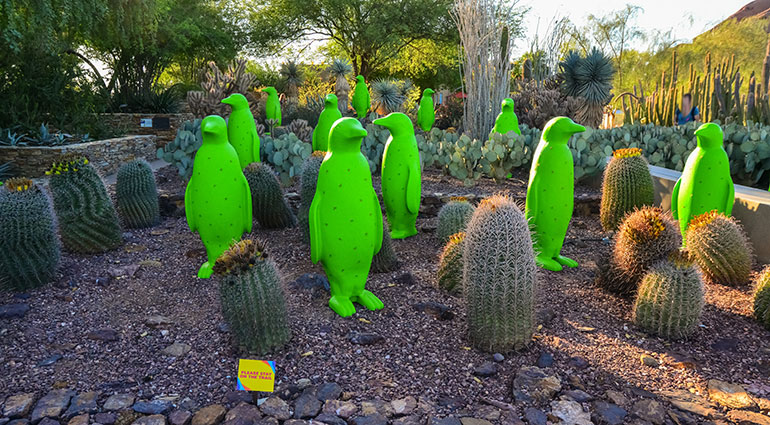 Desert Botanical Gardens, Phoenix, Arizona