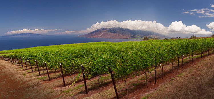 Maui Winery and History Visit