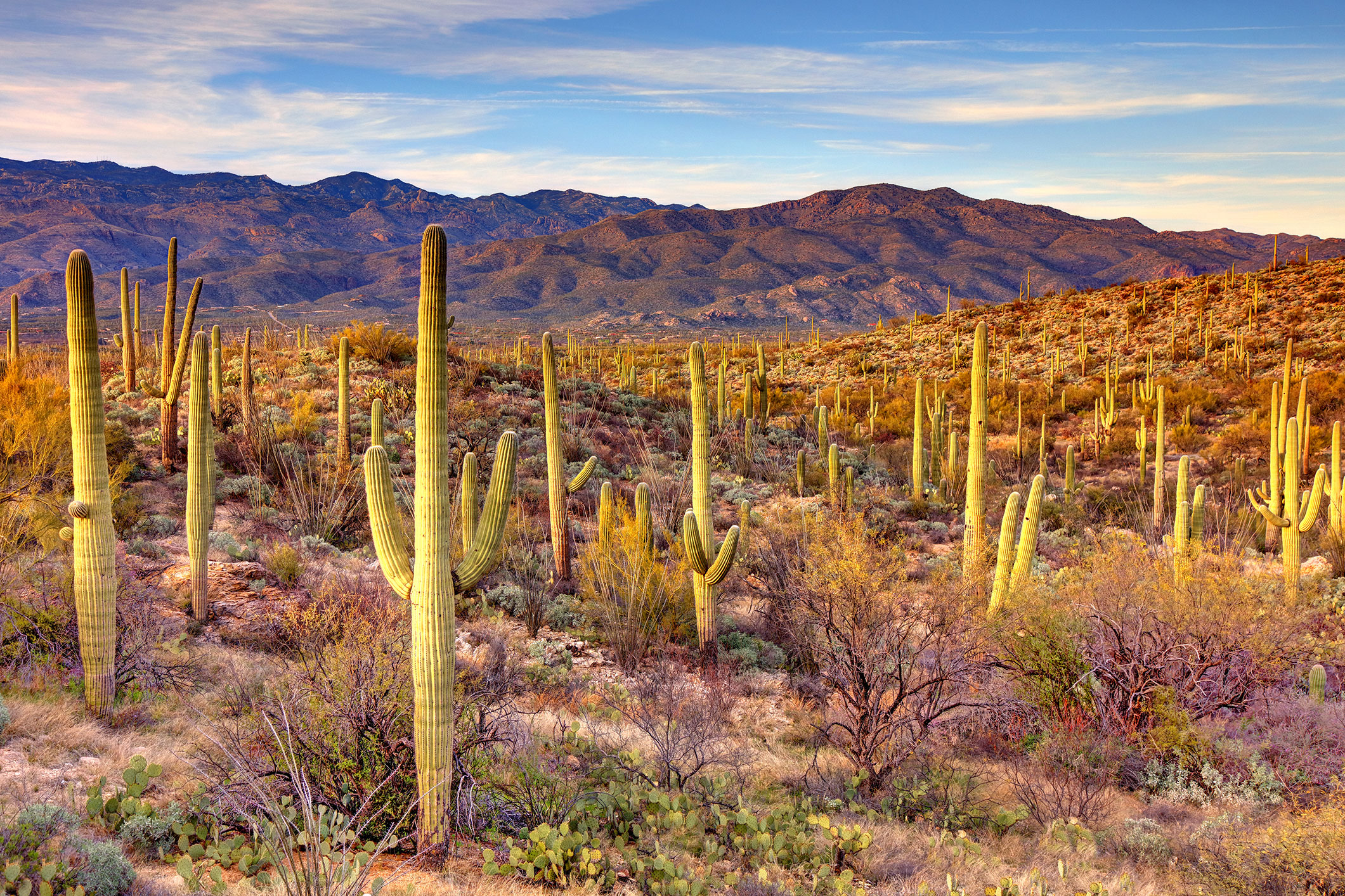 A photo of saguaro cacti growing in a rugged landscape
