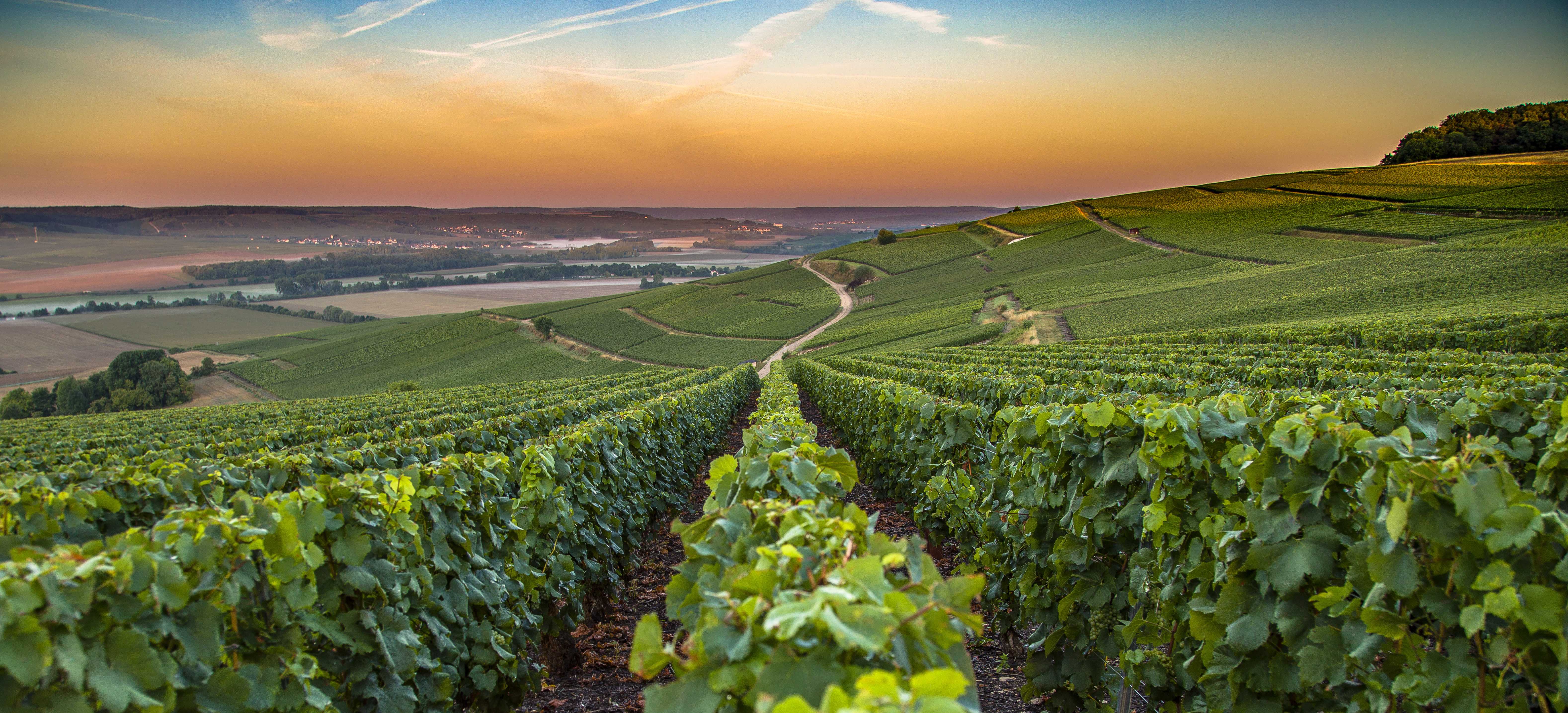 Paris Day Trip: Sip Champagne and Sightsee in Reims, France