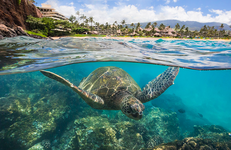 things-to-do-in-maui-snorkeling-turtle.jpg